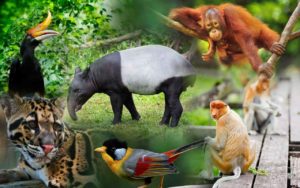 wonderful-wildlife-of-Malaysia 3 wonderful wildlife of Malaysia