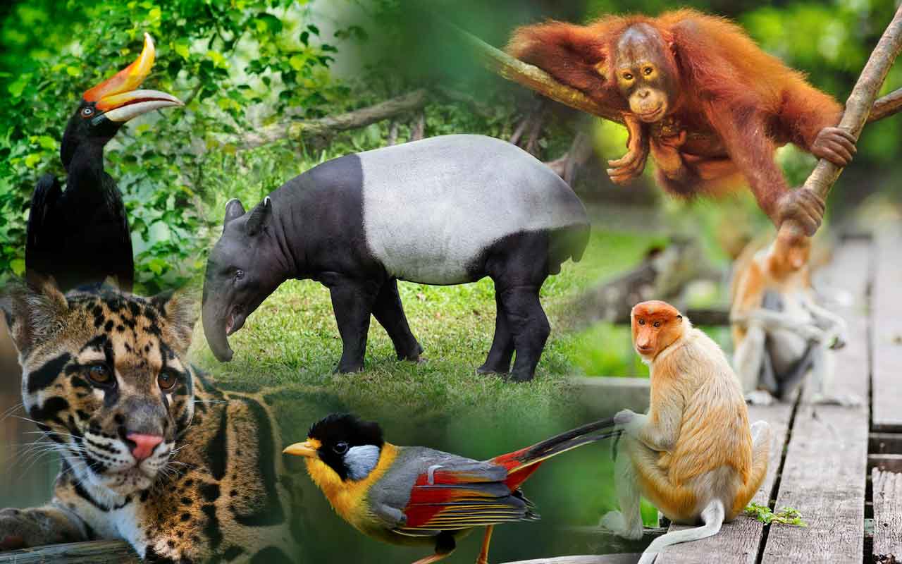 wonderful wildlife of Malaysia