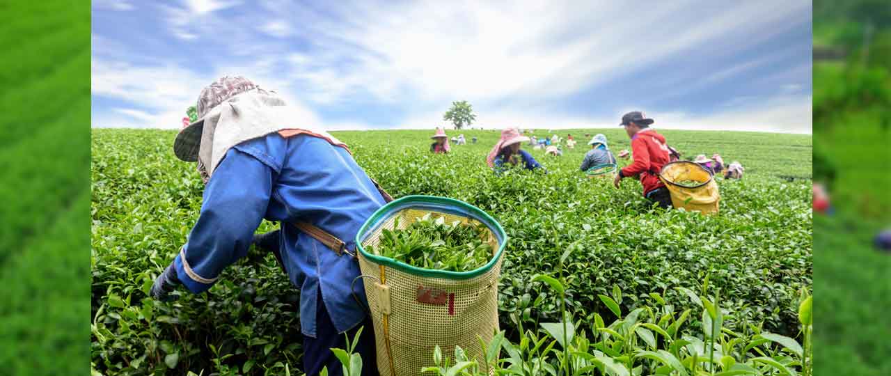 Happy Valley Tea-Garden