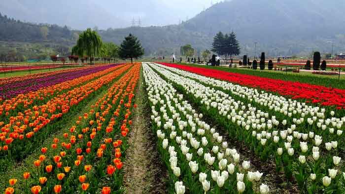 indira gandhi tulip garden biography in hindi