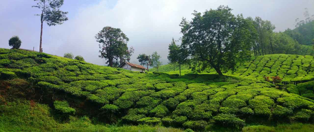 Things to Do in Kerala for Honeymoon