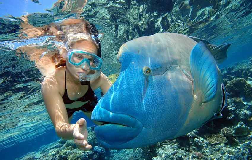 scuba diving coral Reefs Maldives 