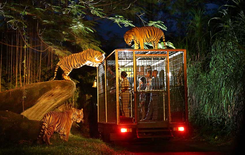 night safari singapore