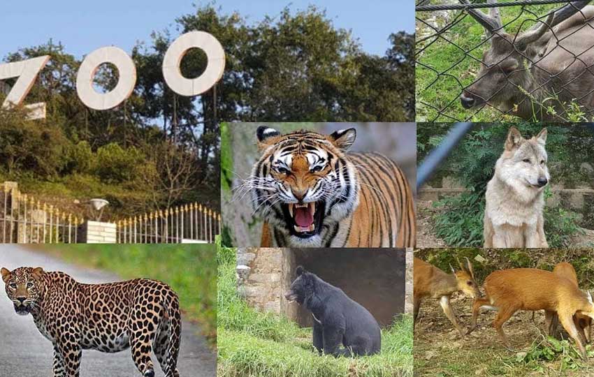 Nainital Zoo Pt. Govind Ballabh Pant Zoo