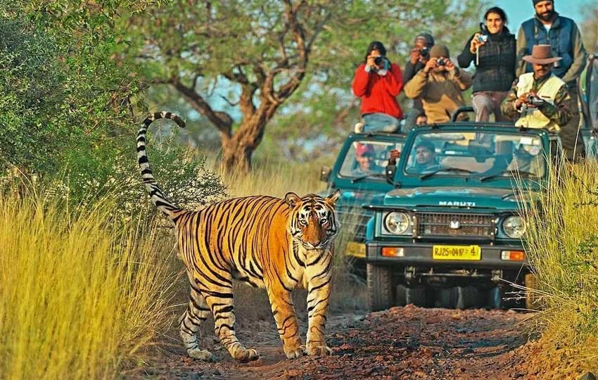 best wildlife safari in rajasthan