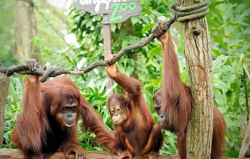 Singapore Zoo