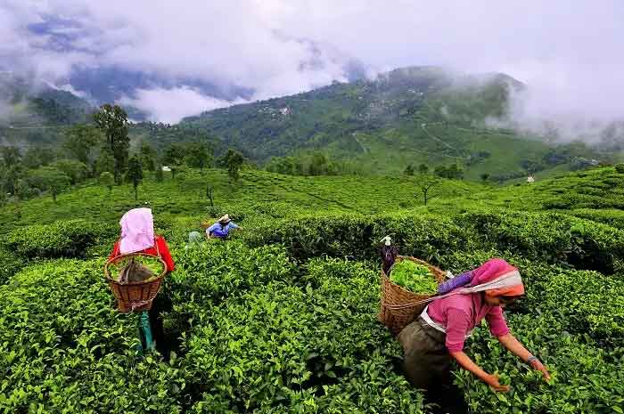 Munnar Tea Garden