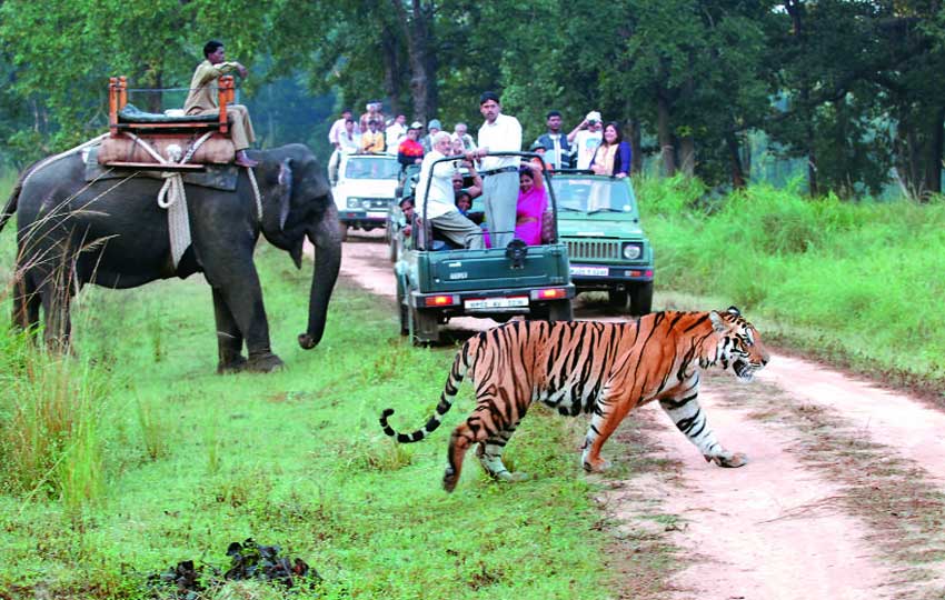 Tiger - jim corbett national park