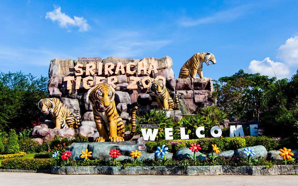 Sriracha Tiger Zoo