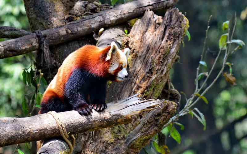 Padmaja Naidu Himalayan Zoological Park