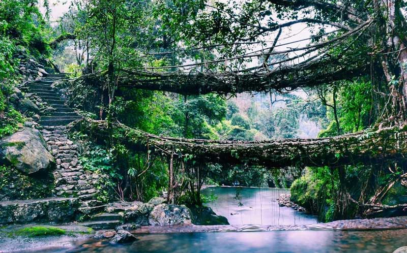 Root Bridge at Mawlynnong, Shillong