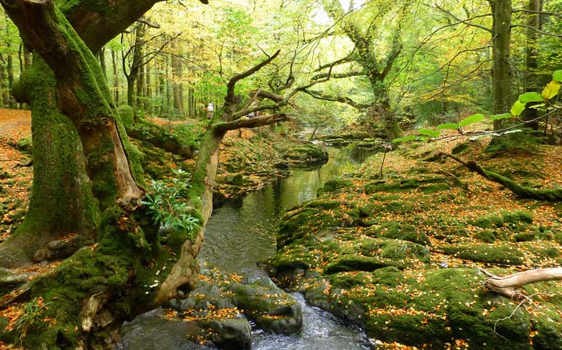 tollymore forest park ireland