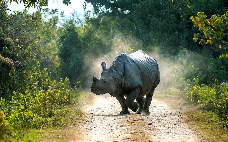 Tourist Places In Assam - Kaziranga National Park