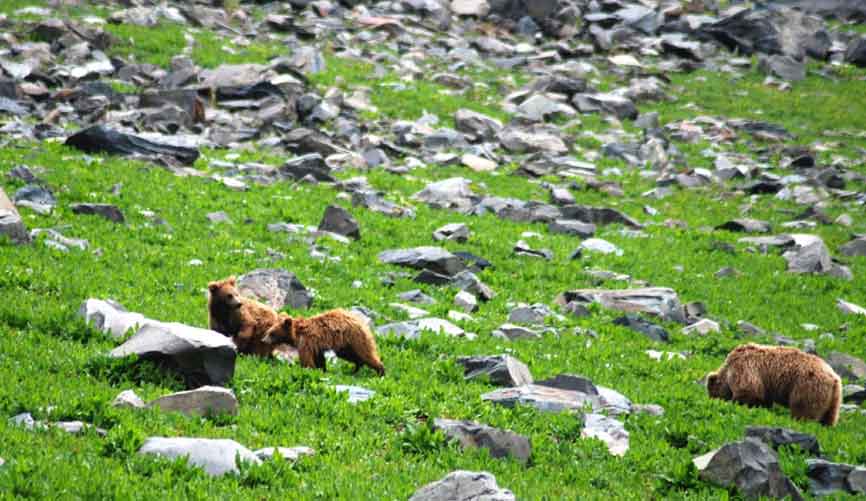 Best Places To Visit In Kashmir - Dachigam National Park