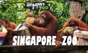 Singapore Zoo