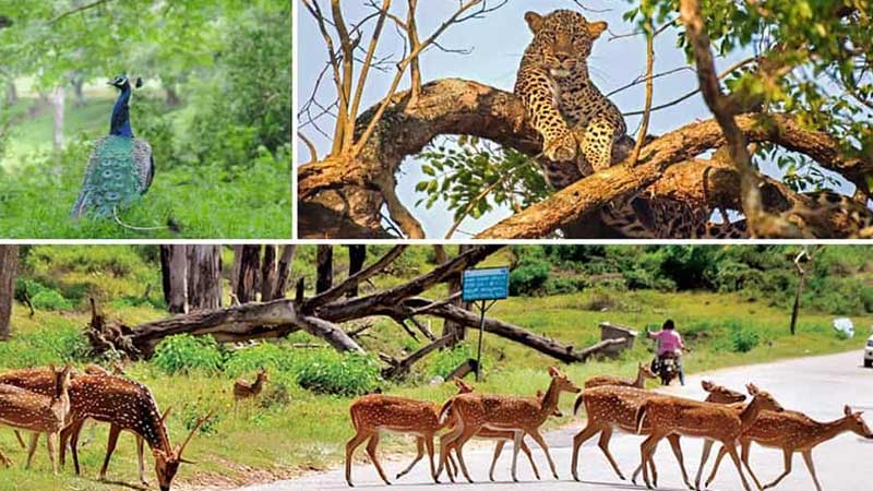 Bandipur National Park Karnataka