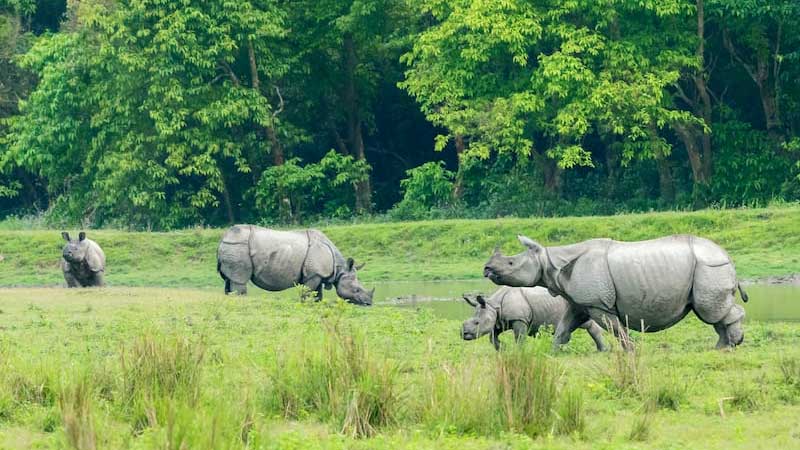 Kaziranga National Park, Assam