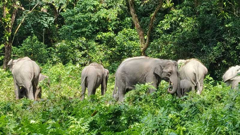 Manas National Park, Assam