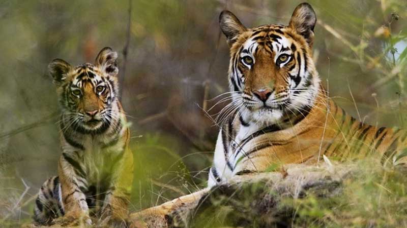 bandhavgarh national park madhya pradesh