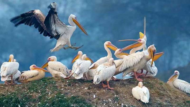 bharatpur bird sanctuary