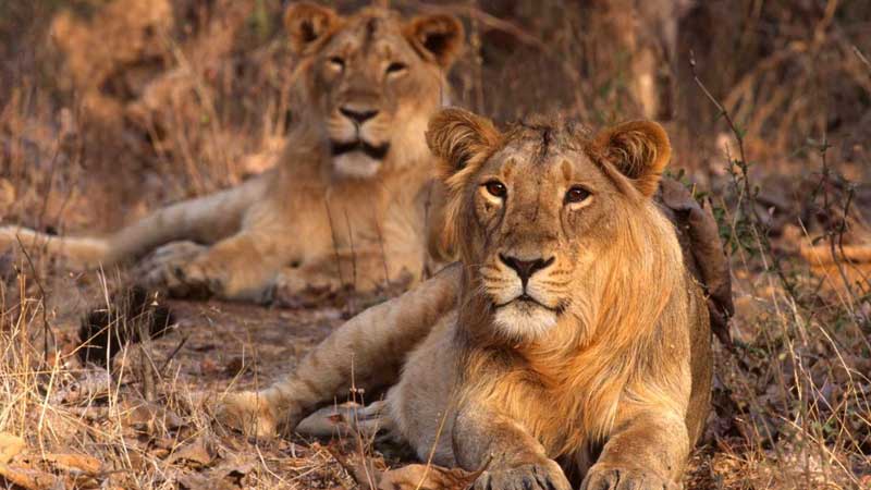 gir national park gujarat