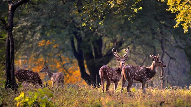 kanha national park madhya pradesh