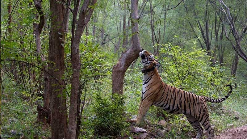 sariska wildlife sanctuary rajasthan