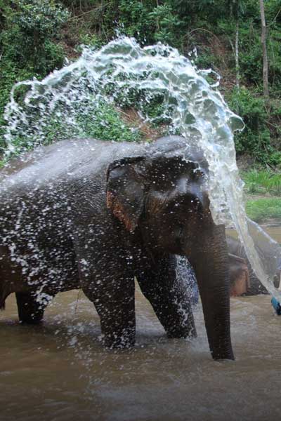 An elephant experience