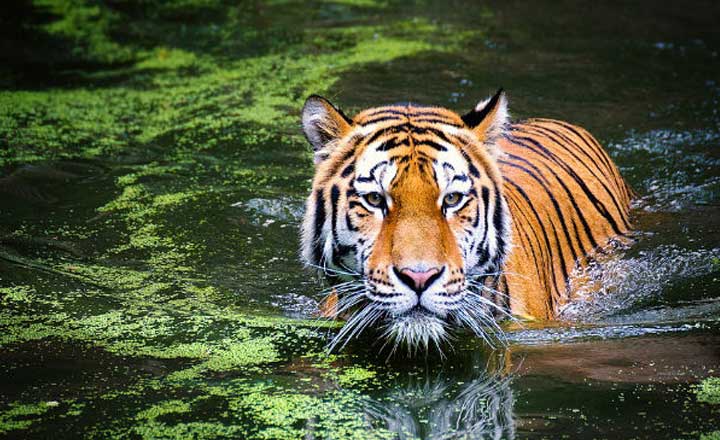 jim corbett