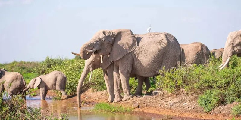 Amboseli National Park