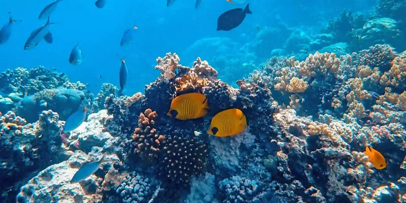 Coral Islands andaman