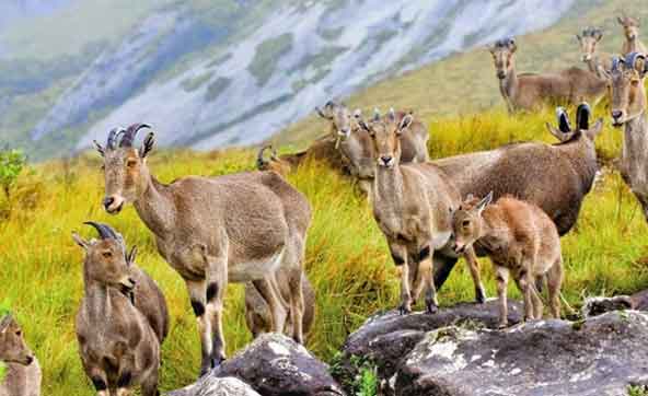 kerala wildlife