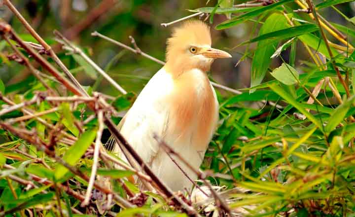 kumarakom bird sanctuary