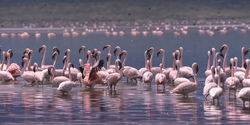 lake elmenteita