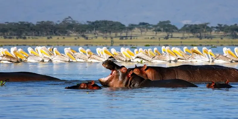 lake naivasha