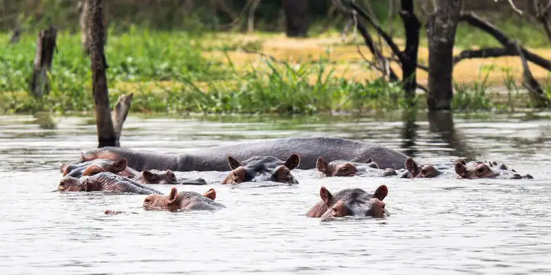 lake naivasha