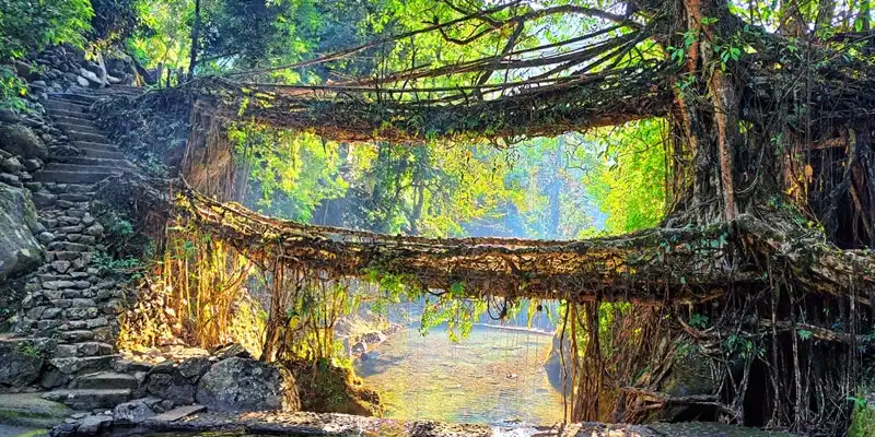 Double Decker Living Root Bridge