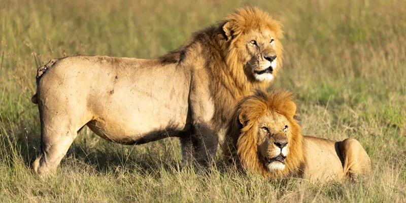 Maasai Mara National