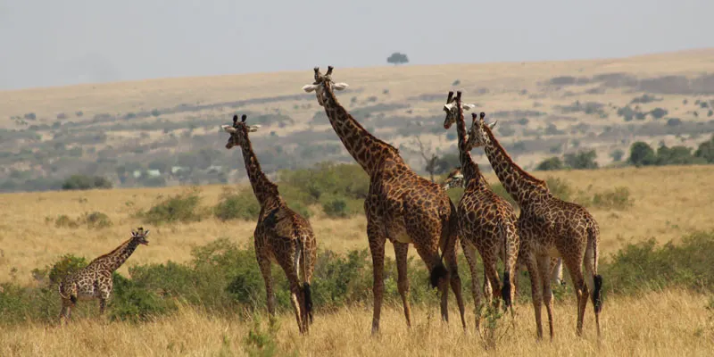 Maasai Mara safari