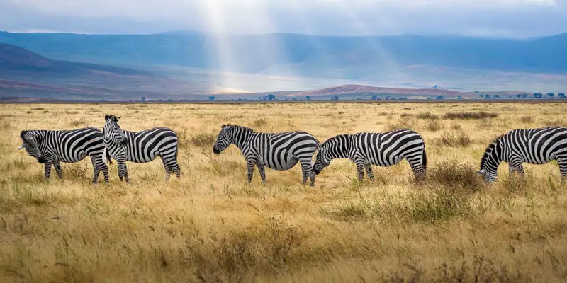 manyara National Park Safari