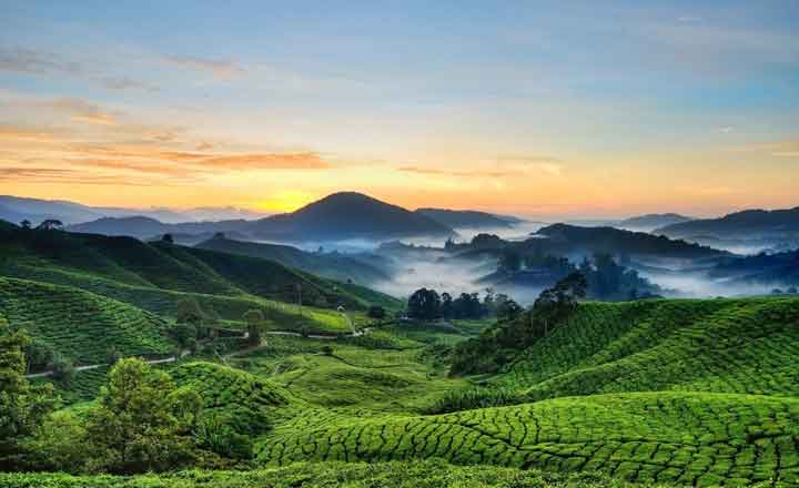 honeymoon in munnar kerala