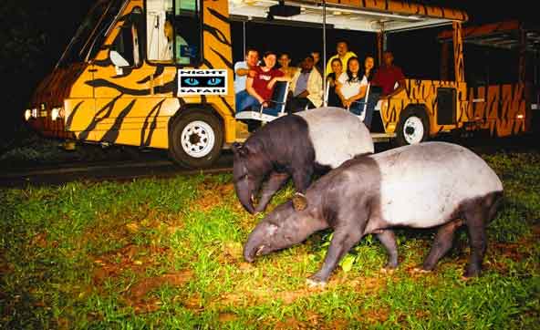 night safari Tour Packages