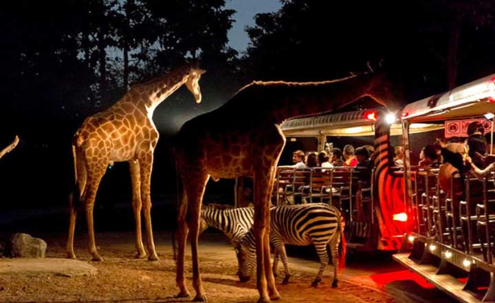 Night Safari Tour Packages