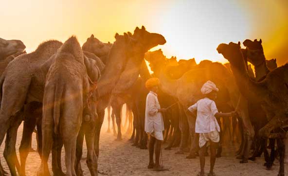 Pushkar Camel Fair