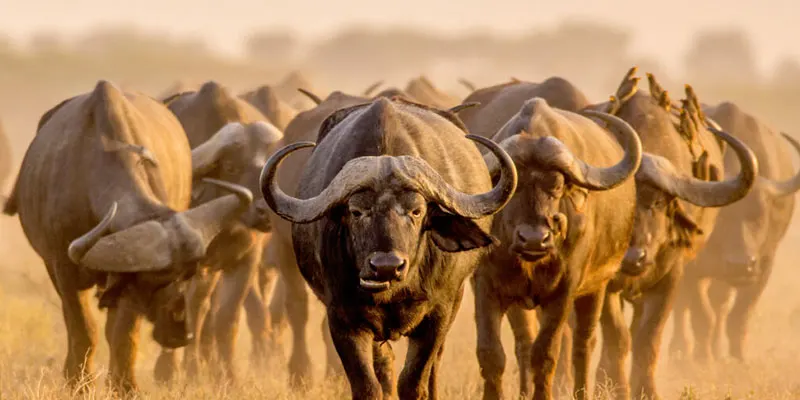 serengeti National Tour buffalo