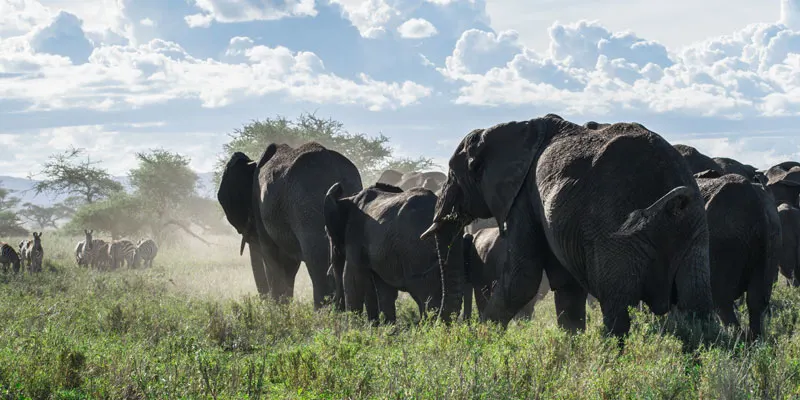 serengeti National Tour