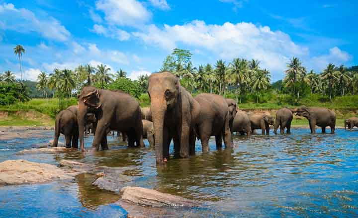 srilanka tour package from madurai