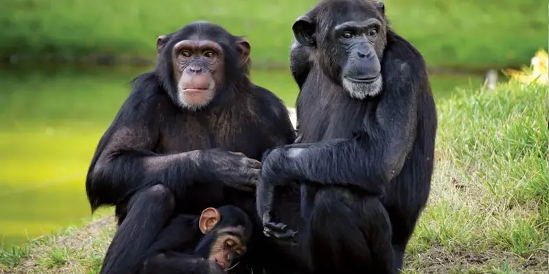 Sweetwaters Serena Camp chimpanzee