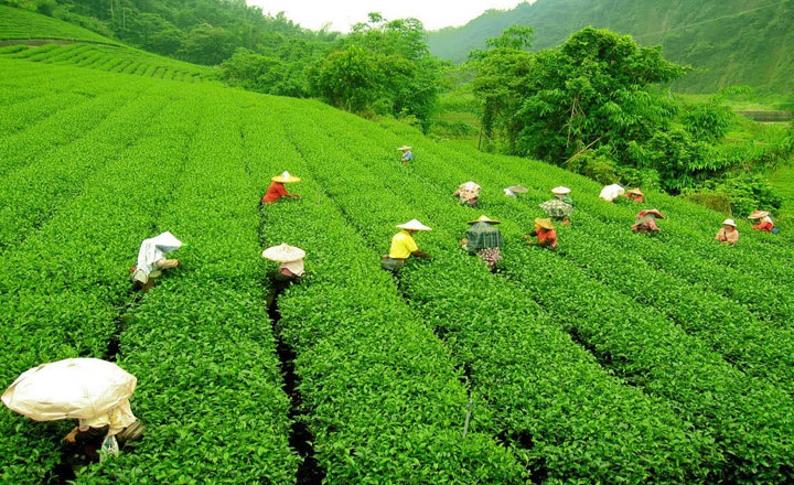 tea garden darjeeling Tour