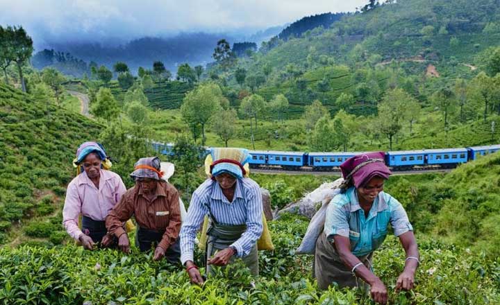 Tea Garden Srilanka